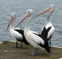 Pelican Feeding