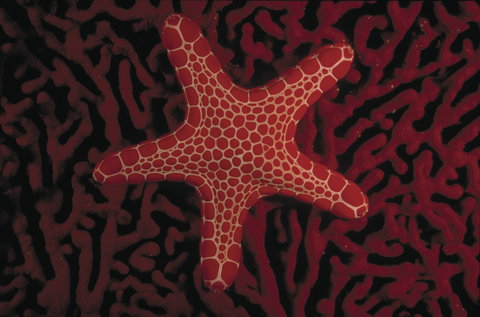 Port Phillip Heads Marine National Park - E Caravan Parks 1