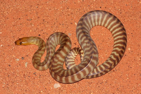 Red Desert Reptiles - E Caravan Parks 0