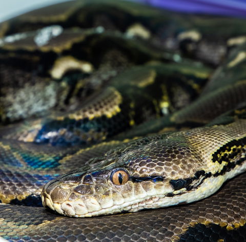 Serpentarium Wildlife Park Tasmania - E Caravan Parks 1