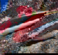 Snake Pit Dive Site - E Caravan Parks