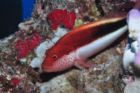 Snake Pit Dive Site - E Caravan Parks 0