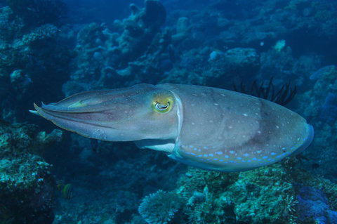 Snake Pit Dive Site - E Caravan Parks 1