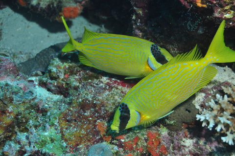 Snake Pit Dive Site - E Caravan Parks 2