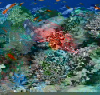 Steve's Bommie Dive Site - E Caravan Parks