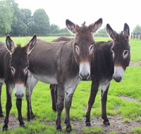 The Good Samaritan Donkey Sanctuary - E Caravan Parks