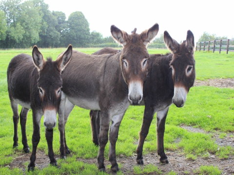 The Good Samaritan Donkey Sanctuary - E Caravan Parks 0