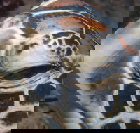 Turtle Bommie - E Caravan Parks