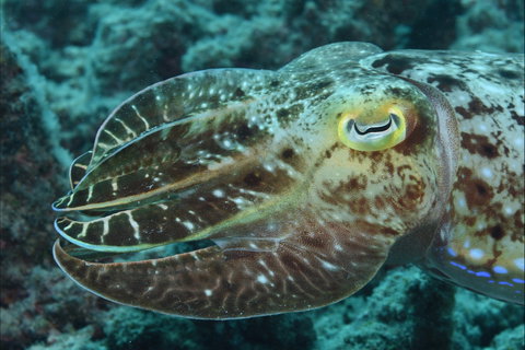 Turtle Bommie - E Caravan Parks 1