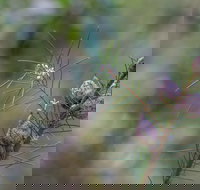 Wallumatta Loop Trail - E Caravan Parks