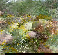 Ben Hall's Cave Walking Track - E Caravan Parks