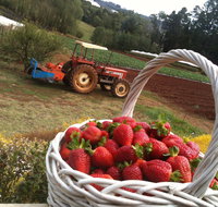 Blue Hills Berries and Cherries