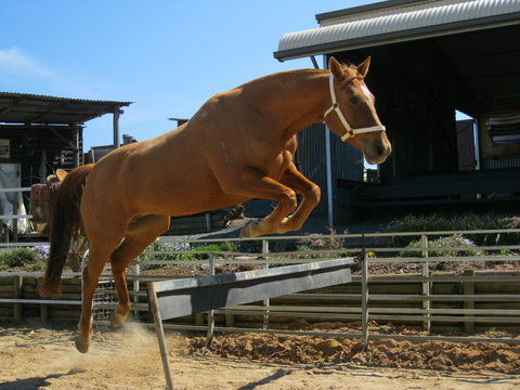 Boggy Creek Show - E Caravan Parks 1
