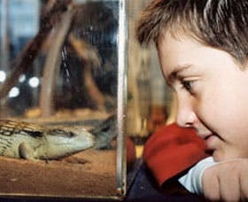 Canberra Reptile Zoo - E Caravan Parks 2