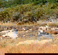 Cape Keraudren Nature Reserve - E Caravan Parks