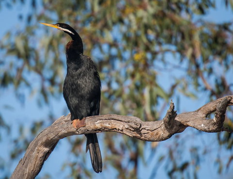 Greenough River Nature Trail - E Caravan Parks 0