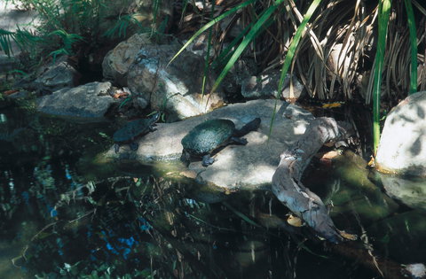 Howard Springs Nature Park - E Caravan Parks 0