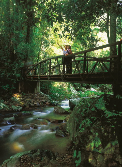 Natural Bridge Circuit, Springbrook National Park - E Caravan Parks 1