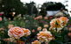 Newtown Park State Rose Garden - thumb 0