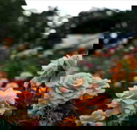 Newtown Park State Rose Garden - E Caravan Parks