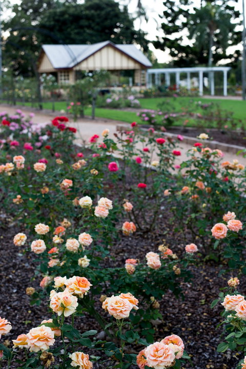 Newtown Park State Rose Garden - E Caravan Parks 2