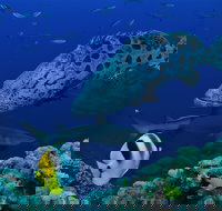 Osprey Reef - E Caravan Parks