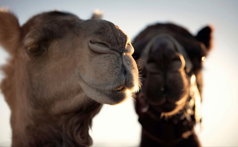 Outback Camel Festival Trail - E Caravan Parks 0