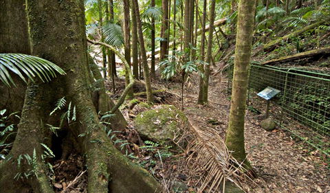 Palm Forest Walking Track - E Caravan Parks 0