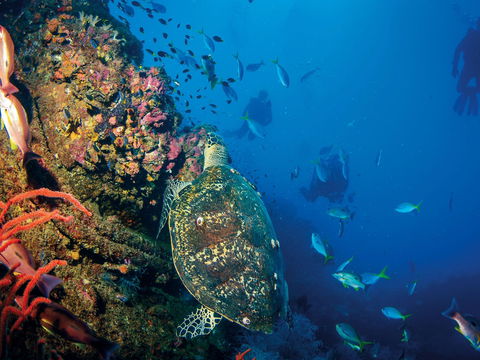 SS Yongala Dive Site - E Caravan Parks 0