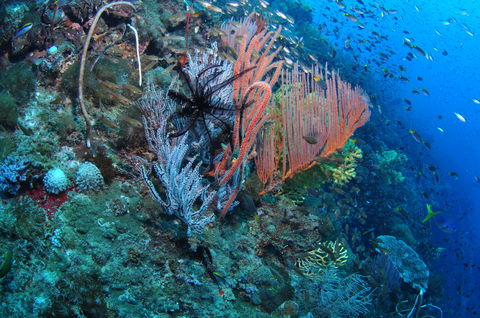 SS Yongala Dive Site - E Caravan Parks 1