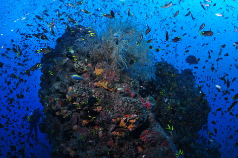 SS Yongala Dive Site - E Caravan Parks 2