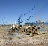 Sturt's tree walk - E Caravan Parks