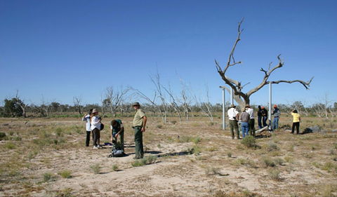 Sturt's Tree Walk - E Caravan Parks 0