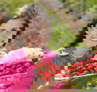 The Super Strawberry - E Caravan Parks