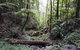 Twin Falls Circuit, Springbrook National Park - thumb 2