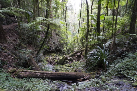 Twin Falls Circuit, Springbrook National Park - E Caravan Parks 2