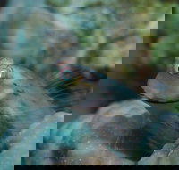 Whale Bommie Dive Site - E Caravan Parks