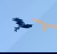 Yanga Lake Red Gum Bird Hide - E Caravan Parks