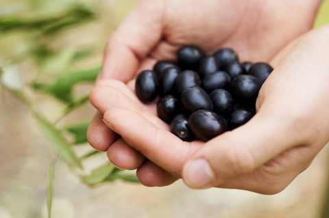 Eat, Pick, Grow Trail - Wanneroo And Chittering - E Caravan Parks 0