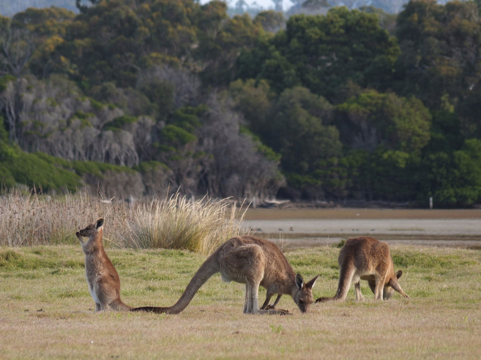 Bakers Beach TAS E Caravan Parks