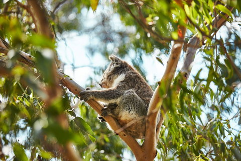 Koala Conservation Reserve - E Caravan Parks 1