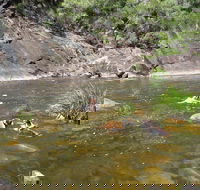 Mount Boss State Forest - E Caravan Parks