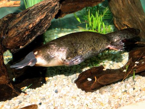 Platypus House - E Caravan Parks 0