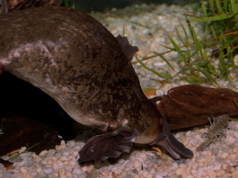 Platypus House - E Caravan Parks 1