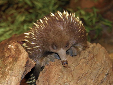 Platypus House - E Caravan Parks 2