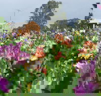 Smokin Heights Iris Display Garden - E Caravan Parks