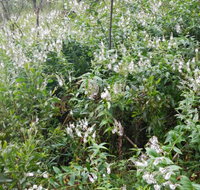 Snowgum Walking Track - E Caravan Parks