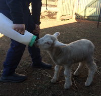 Taralga Wildlife Park - E Caravan Parks
