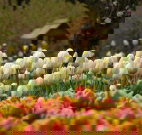 Tulip Top Gardens - E Caravan Parks