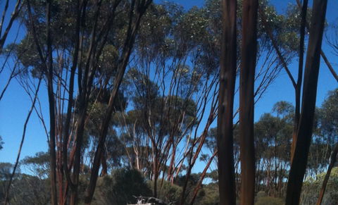 Boorabbin National Park - E Caravan Parks 0